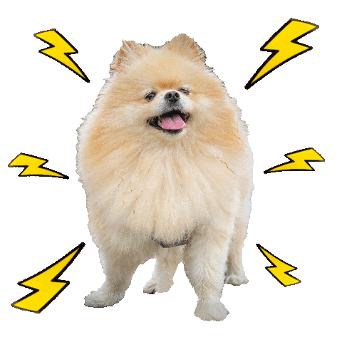 Doggo